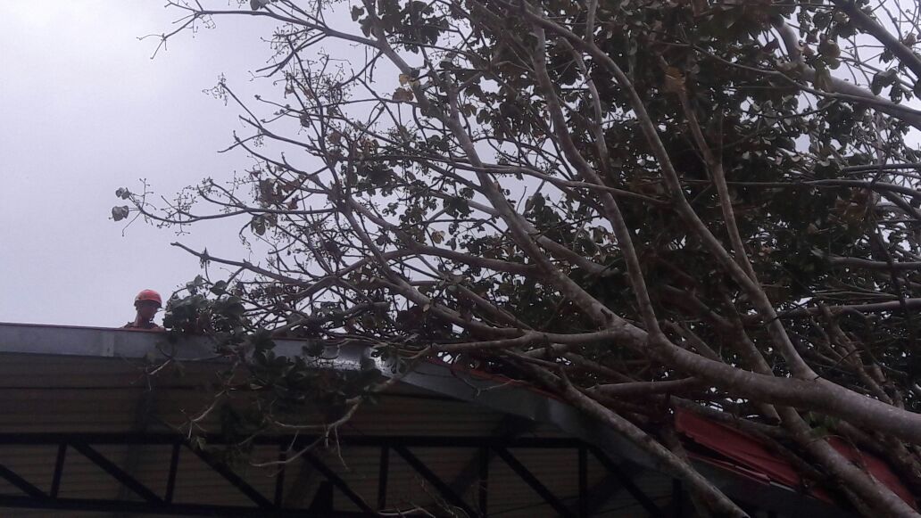 Sinaproc_Panama's tweet photo. Corte y remoción de árbol sobre cancha en la comunidad de Alanje en Chiriquí https://t.co/xOk7Vf9uNJ