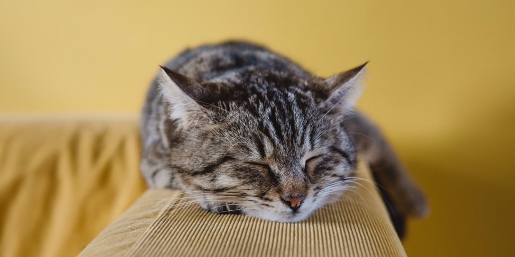 Enjoying the social life a little too much?
Do You Have 'Social Jet Lag?' buff.ly/2rM4MVc #wellness #sleep