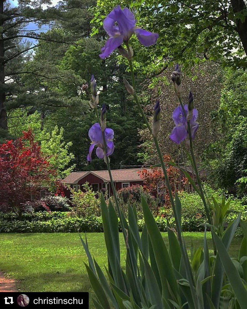 phoenicialodge's tweet photo. #Repost @christinschu 
・・・
It's a beautiful day in the Catskills. #Phoenicia #longweekend #upstate #newyork #catskills #flowers #cabins https://t.co/cG4npQlOzA