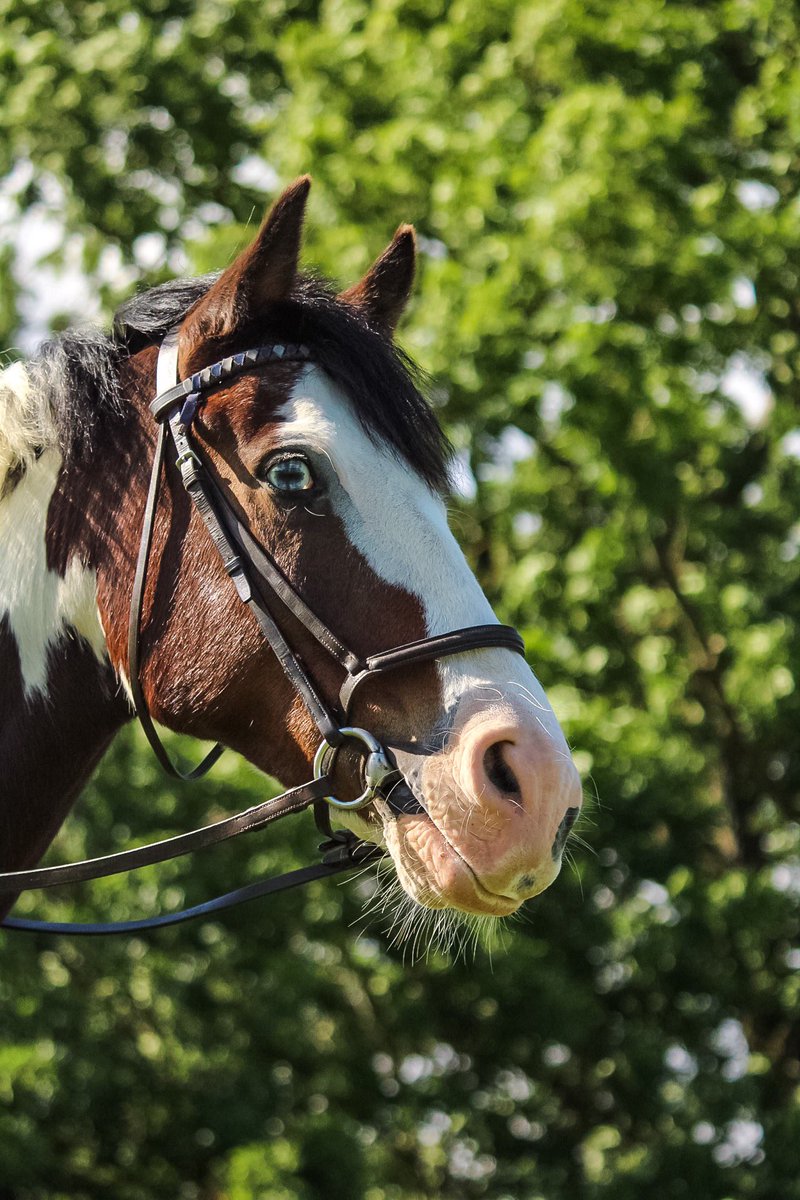 Hi #EquestrianHour we are at the end of Wednesday which means over halfway through the week 👊🏼
