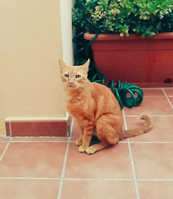 HaiCatt's tweet photo. #Primaverano. La época que más le gusta a #Rupithecat para hacer el gamba en el patio... https://t.co/Uxwmq1RC8X