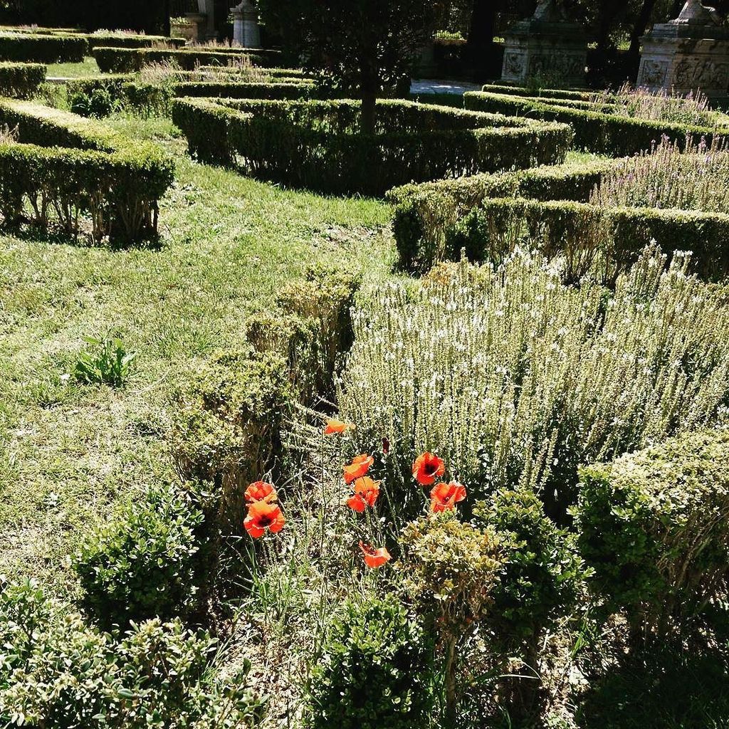 plewsgd's tweet photo. Cheeky red #poppy self sown into a cool white and purple #plantingscheme at #villaborghese #parterregarden #boxhed… https://t.co/3HAJ7t8jtW https://t.co/Z9OYifBvf1