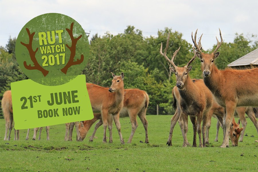 KnowsleySafari's tweet photo. Just two weeks until #RutWatch. See it for yourself https://t.co/uyENhxDh5L https://t.co/H8EgF8wNXy