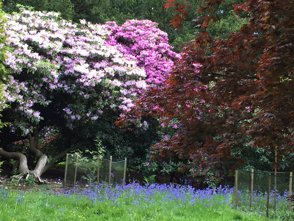 StrawGabriele's tweet photo. Beautiful flower display at Westonbirt arboretum https://t.co/27PHxVtTU5