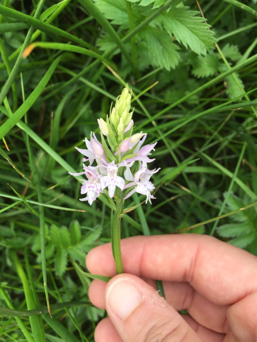 SolwayNemo's tweet image. Day 7 of #30DaysWild and I've got orchid fever again with @JodeF7 in #Kingmoor @CarlisleCC.... will it ever end? #exhausting