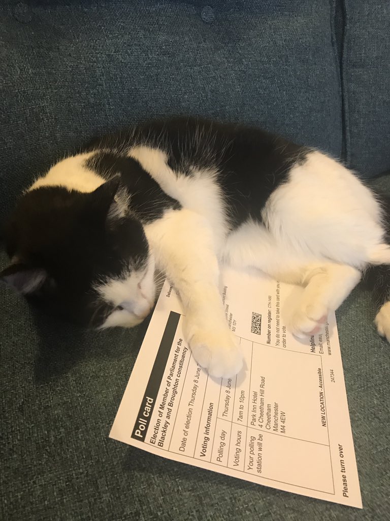 elle_c_emm's tweet photo. #catswithpollingcards anyone? #ge2017 #GE17 https://t.co/M0K2U4l65i