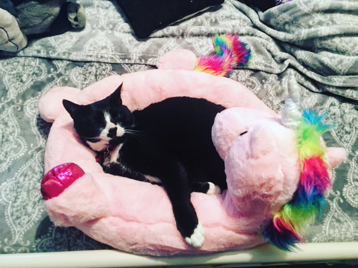 Having cats is the best thing