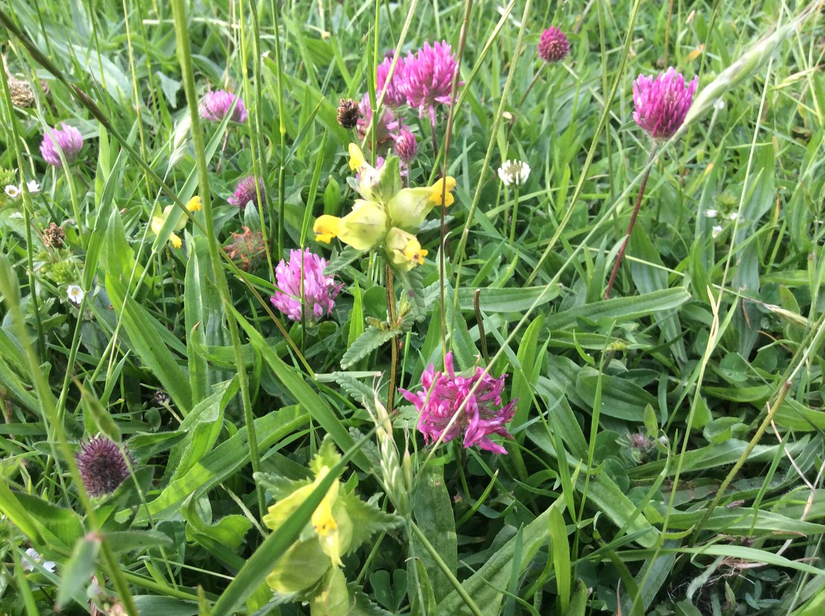 We've spent a grand evening planting Wood Cranesbill, Vetchling &amp; knapweed in meadows at Healaugh #Swaledale with @ydmt &amp; Reeth Youth Club.