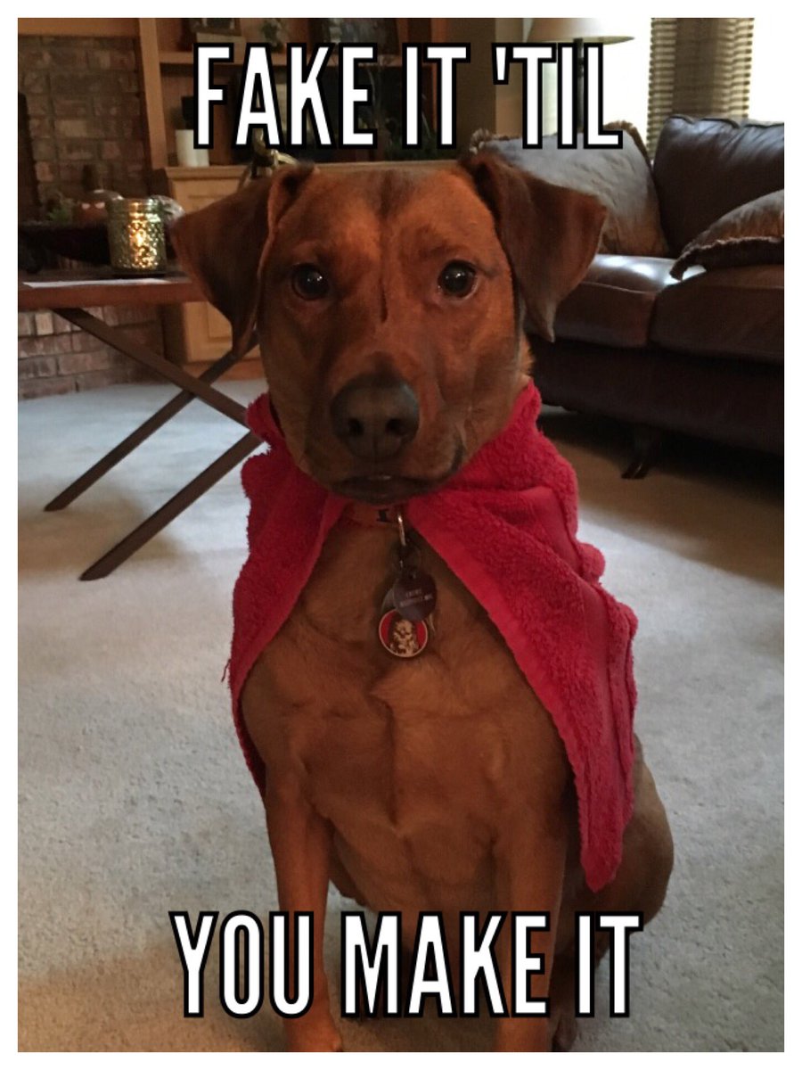 Dogtor of Philosophy tweet media