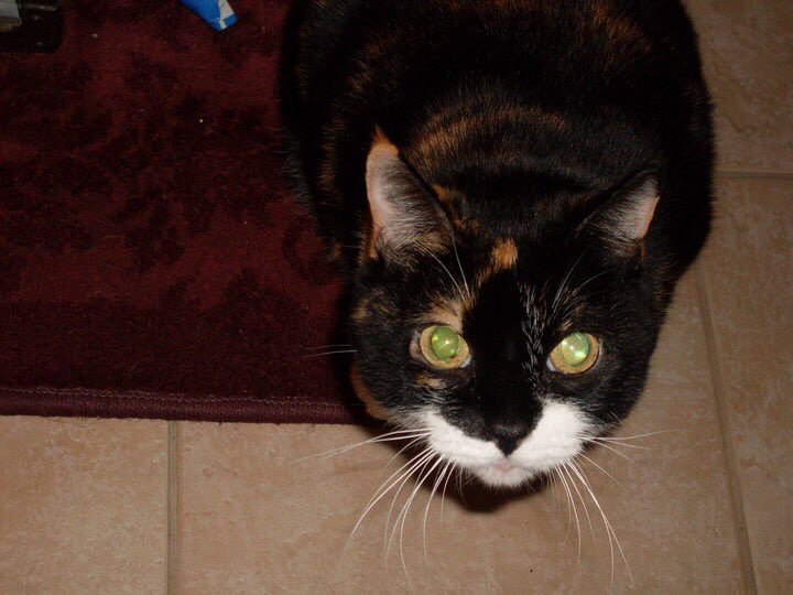 BasedGelfling's tweet photo. Phaedra had dragon eyes 🐈🐲 https://t.co/eTElr2DU5g