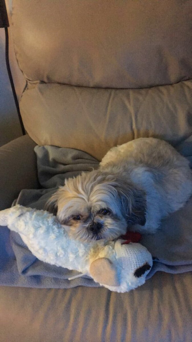 Just watching tv with lamb chop ❤️ #lambchop #DogsOfTwitter #doglife #lazyshihtzu #snuggletime