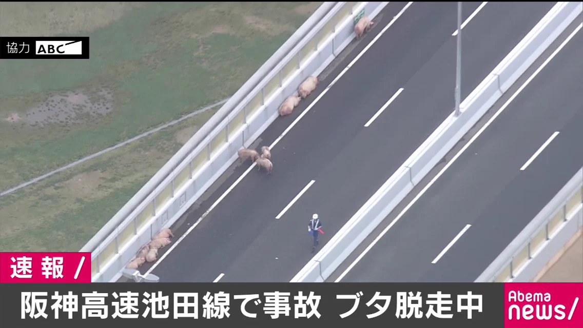 まさにトン走？事故で高速道路から逃げ出した豚たちｗｗｗ