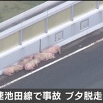 まさにトン走？事故で高速道路から逃げ出した豚たち!