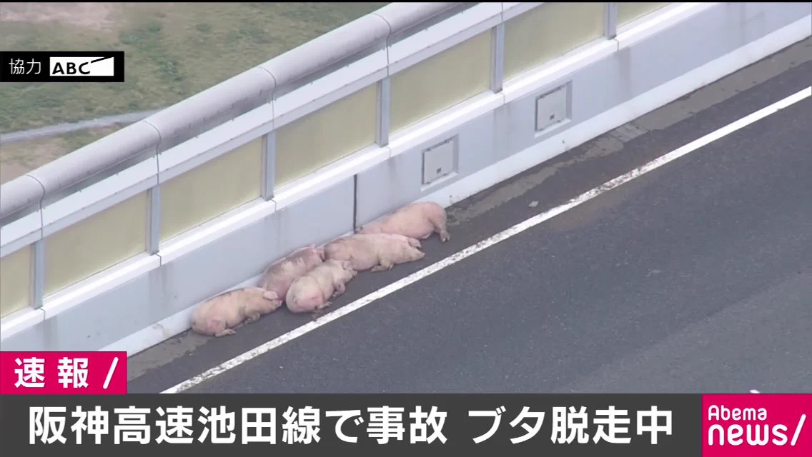 まさにトン走？事故で高速道路から逃げ出した豚たちｗｗｗ