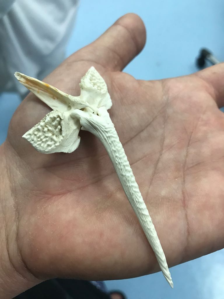 Os presento el aguijón de una mantarraya #laisla4 Aún duele