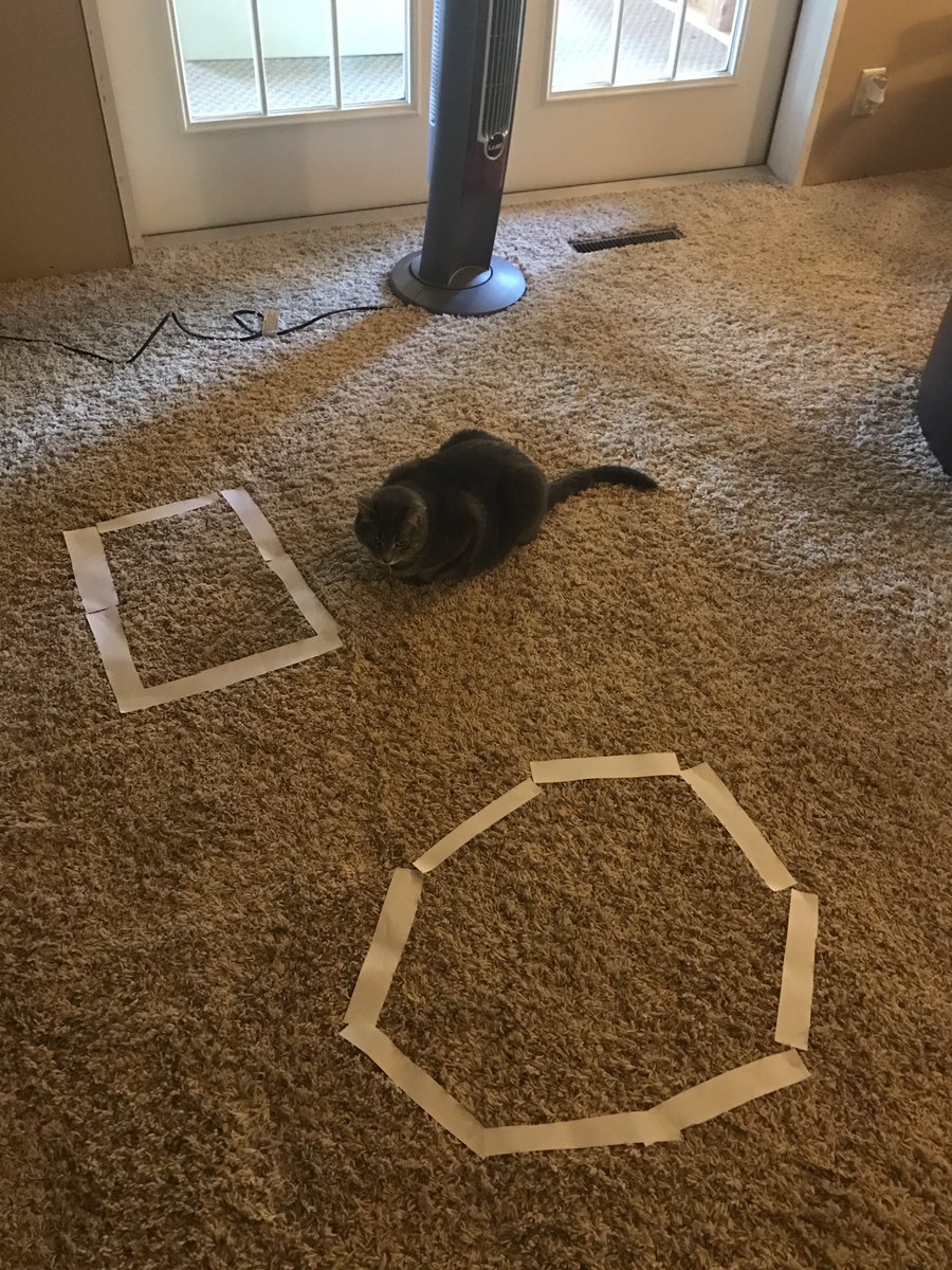 taranelson's tweet photo. Pinterest says if you put tape on the floor in a shape your cat will sit in it. https://t.co/8FLo98O4zH