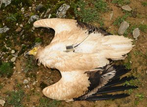 guardiacivil's tweet photo. Si conoces 💀☠️💀 que dejan cebos envenenados en el campo y acaban matando animales únicos #colabora
☎️062
📩seprona@guardiacivil.org https://t.co/LEpeY0nHKU