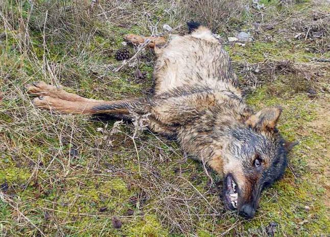 guardiacivil's tweet photo. Si conoces 💀☠️💀 que dejan cebos envenenados en el campo y acaban matando animales únicos #colabora
☎️062
📩seprona@guardiacivil.org https://t.co/LEpeY0nHKU