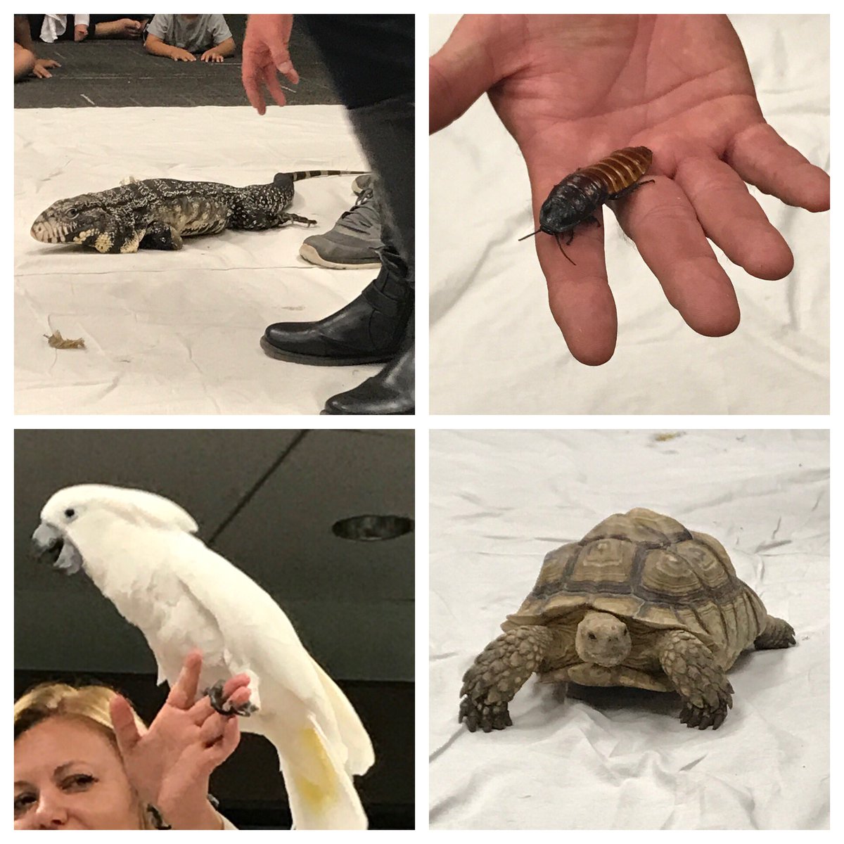 inroom110's tweet photo. We observed animals from all over the world @dallaslibrary.What animal groups do these animals belong to?How do you know? #msoctx #gentlezoo https://t.co/Fm7gmXoIfh