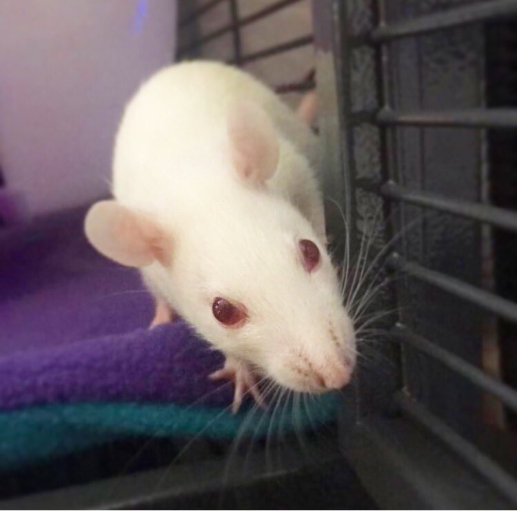 Gardenia 🐁❤️❤️❤️my rattie