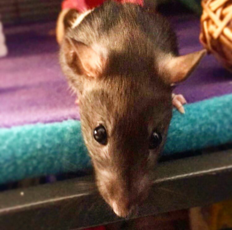 Roselein 🐀❤️❤️❤️ my heart rat