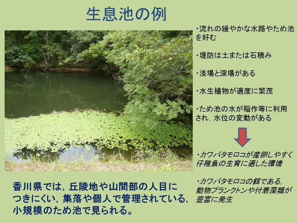 カワバタモロコ カワバタモロコ