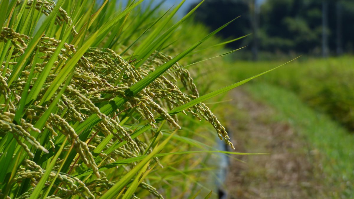 PoguesRunGrocer's tweet photo. Are We Throwing Away the Most Nutritious Part of Rice? via @ModFarm https://t.co/AgBJSPahTo #ricericebaby #Indy #eathealthy https://t.co/lqNUIl7Krk