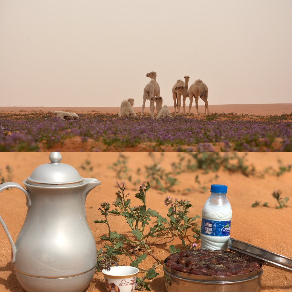 لـو بـعـيد الـدار بالوفك يالغضي يا طلبة منايه✨