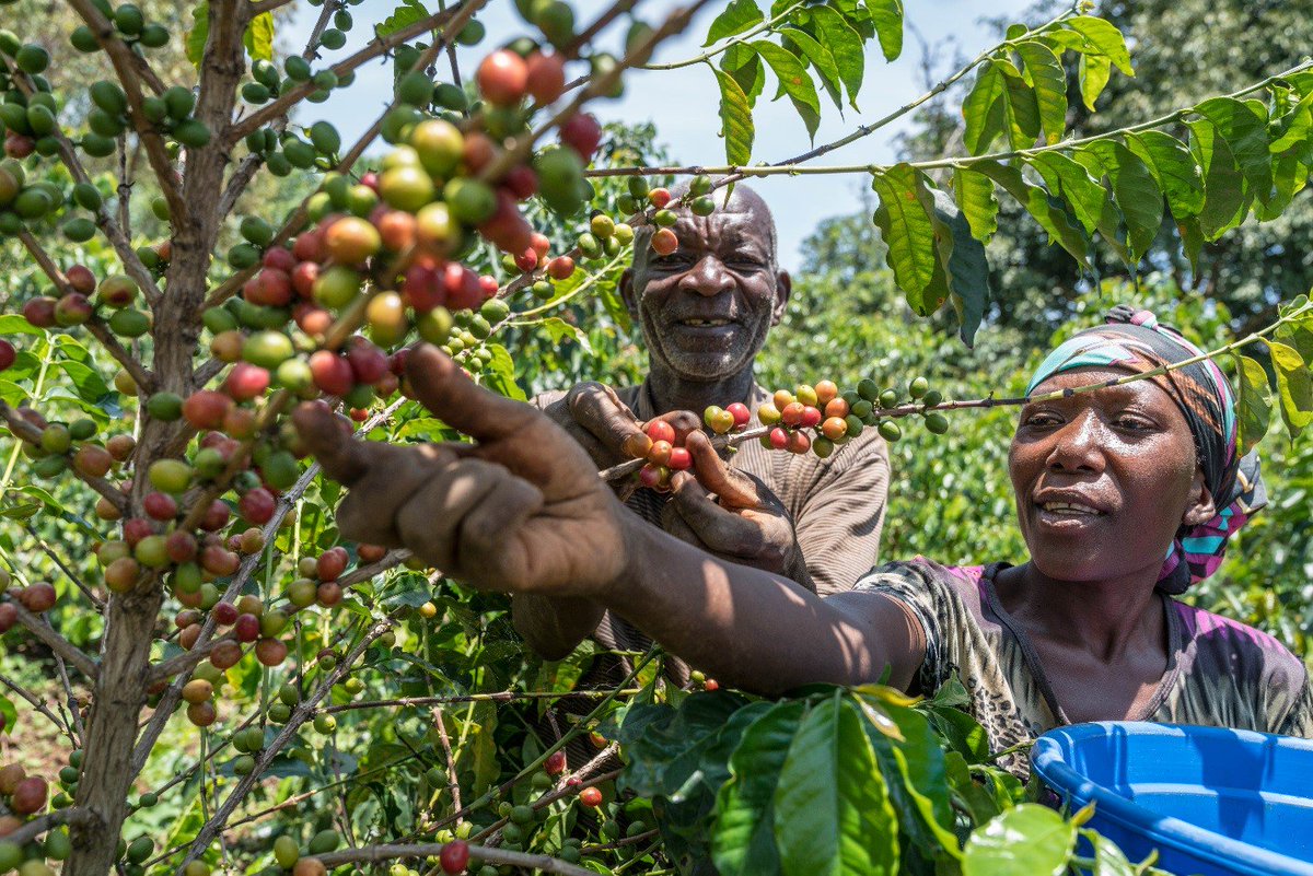 Parfin Minane and his wife Petronila piking Coffee in their farm in Kabare South Kivu DRC Photo by Clay Enos