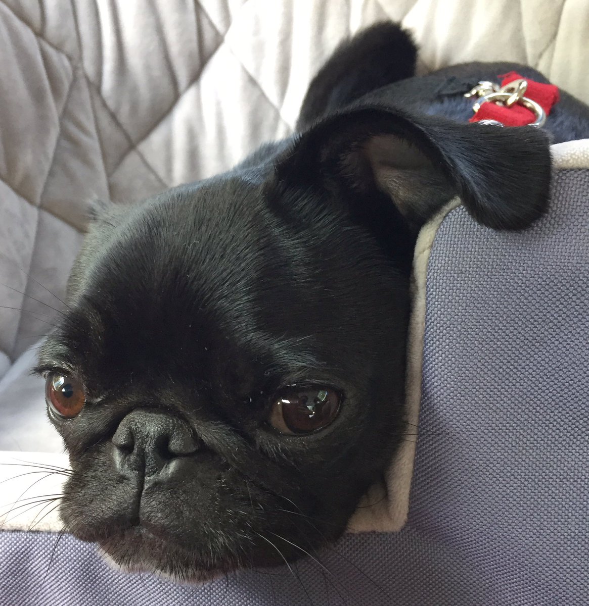 Gwen here from Raleigh, NC ready for #pugchat