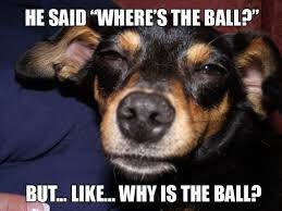 FarmToVape's tweet photo. Ponder the important questions!
#710nation #710movement #710gallery #rosintech #dogsofinstgram #710humor #staylifted #highsociety #710 https://t.co/v1IQsYEQuf