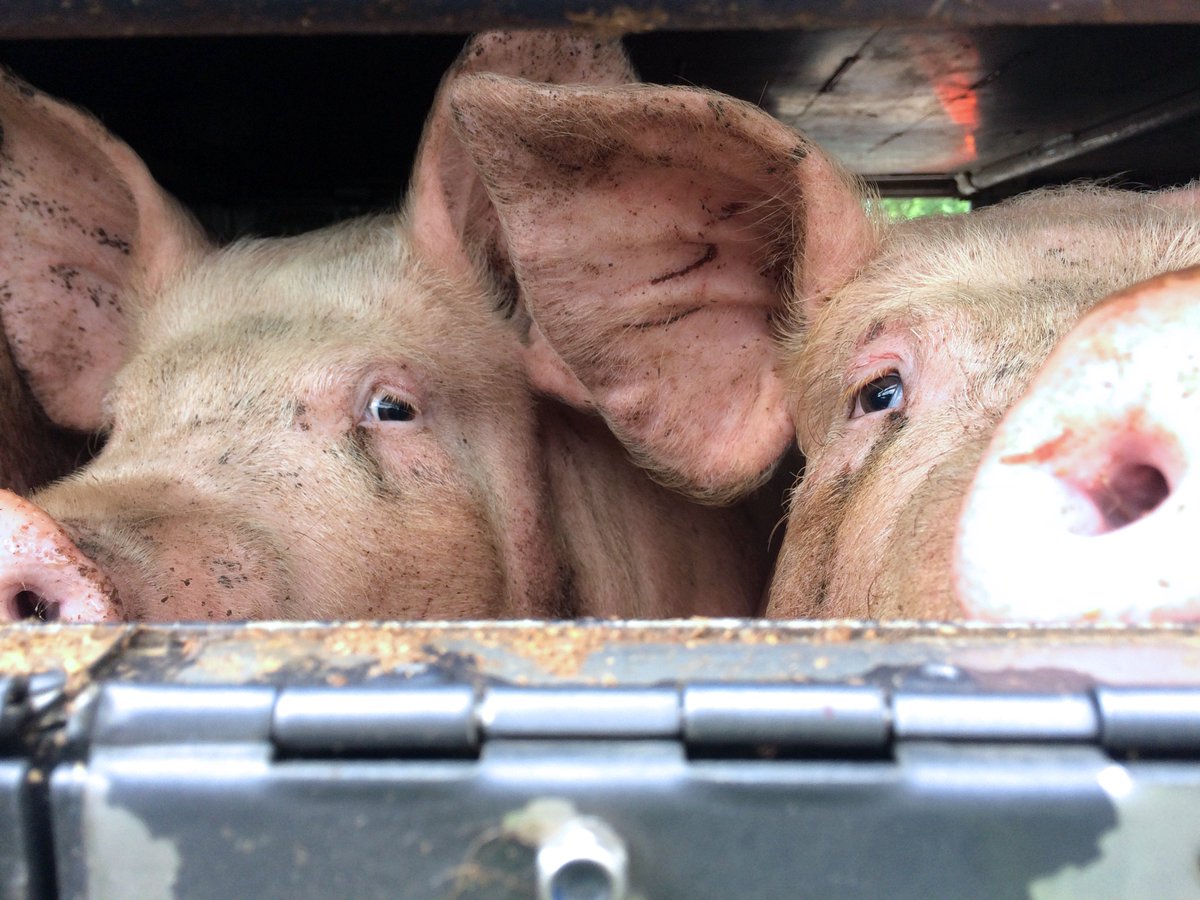 KatePow3ll's tweet photo. Look at who I met today. They were so expressive. Only 6 months old. It was haunting hearing their screams minutes after I took these pics. https://t.co/v9wKmQl6Rp