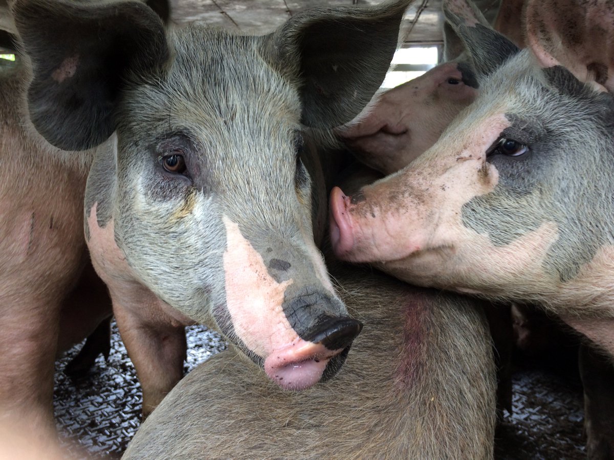 KatePow3ll's tweet photo. Look at who I met today. They were so expressive. Only 6 months old. It was haunting hearing their screams minutes after I took these pics. https://t.co/v9wKmQl6Rp
