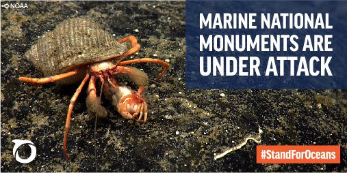 oceana's tweet photo. Marine National Monuments are under attack! Add your name to protect them: #StandForOceans #SaveOceanTreasures https://t.co/1fGVyyXjuj https://t.co/30ZWemGBlk