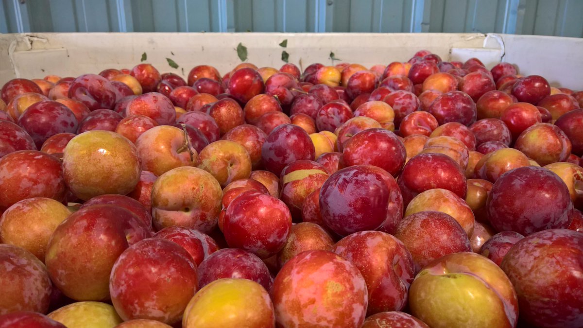 SimonianFruit's tweet photo. First plum this season Yummy Beaut now being harvested #Plums #YummyBeaut #SFC #SIMCO #SimonianFarming #RedPlums #Fruit @gofruittrail https://t.co/xgQBfsk2sG