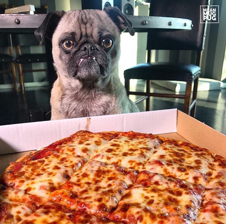 BluePugStore tweet picture