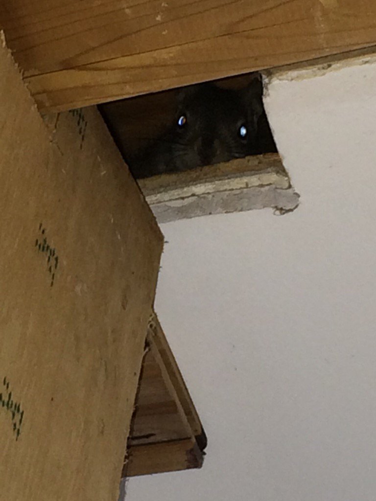 thewetsecrets's tweet image. The call is coming from INSIDE THE HOUSE!!!  #rodentproblems
