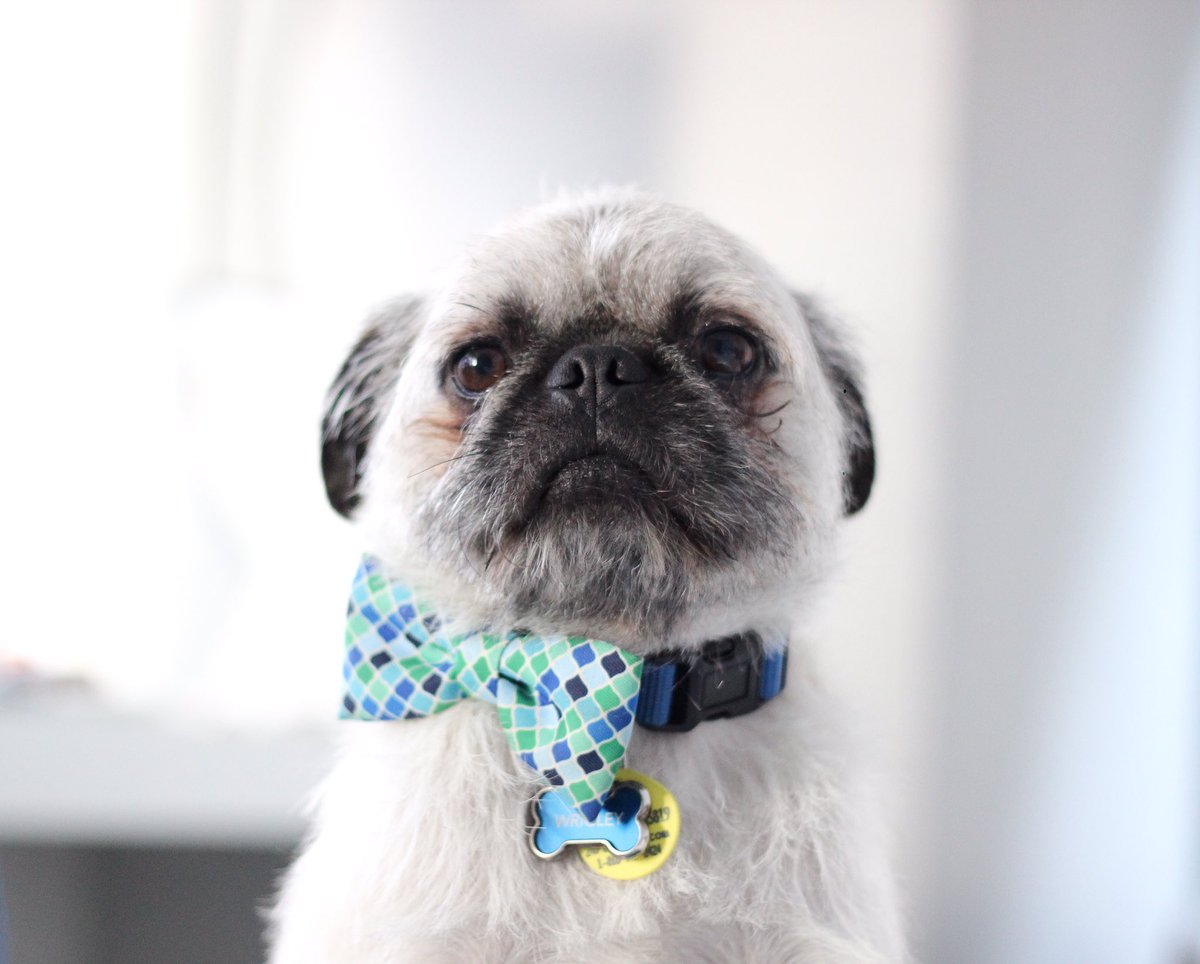 Hey #pugchat... have you checked out our Kickstarter yet? It's 77% funded and there are only 9 days to go! bit.ly/ctckickstarter