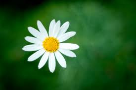 @KnowYourSongNow, Enjoy this daisy.