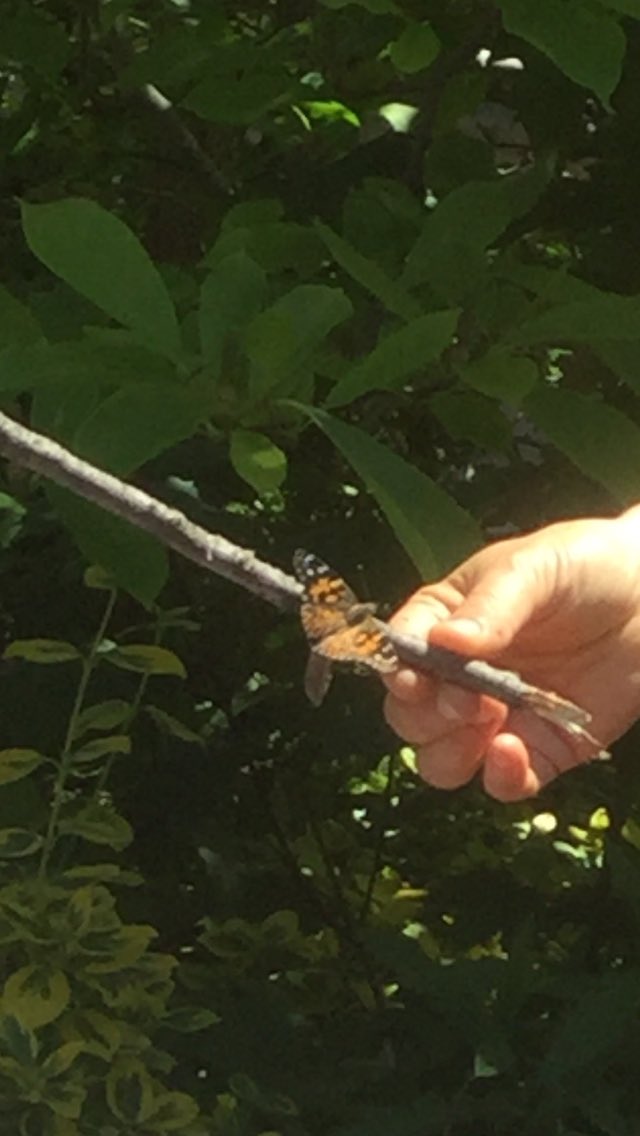 K6Rockets's tweet photo. Our first butterfly ready to fly away. How many more did we release today? https://t.co/Tc0d8W0SAR