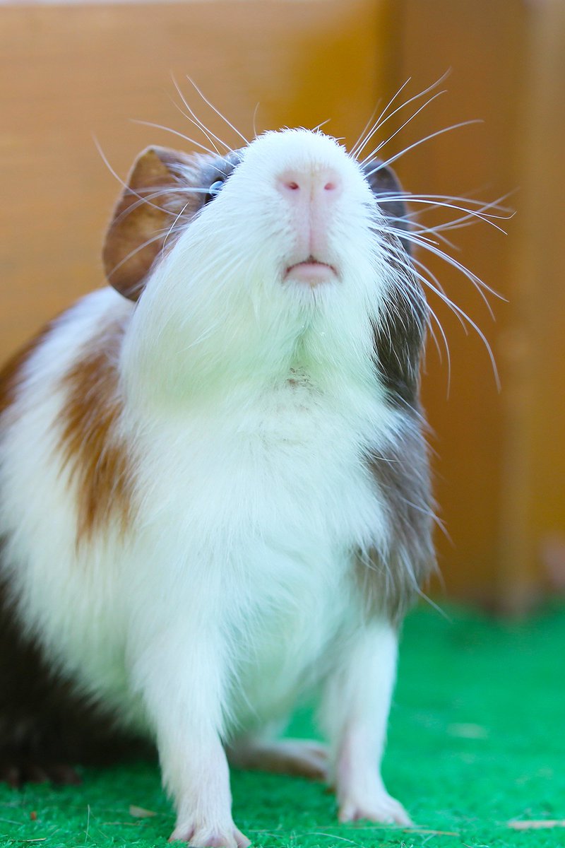 富士サファリパーク公式 個人的に 口のあたりが可愛いと思ってます 特に 鼻と口の間に毛が生えていないところ 艸 動物をじっくり観察すると 不思議がいっぱい 富士サファリパーク モルモット 富士サファリパーク公式 個人的に 口のあたりが可愛いと思ってます 特に 鼻と口の間に毛が生えていないところ 艸 動物をじっくり観察すると 不思議がいっぱい 富士サファリパーク モルモット
