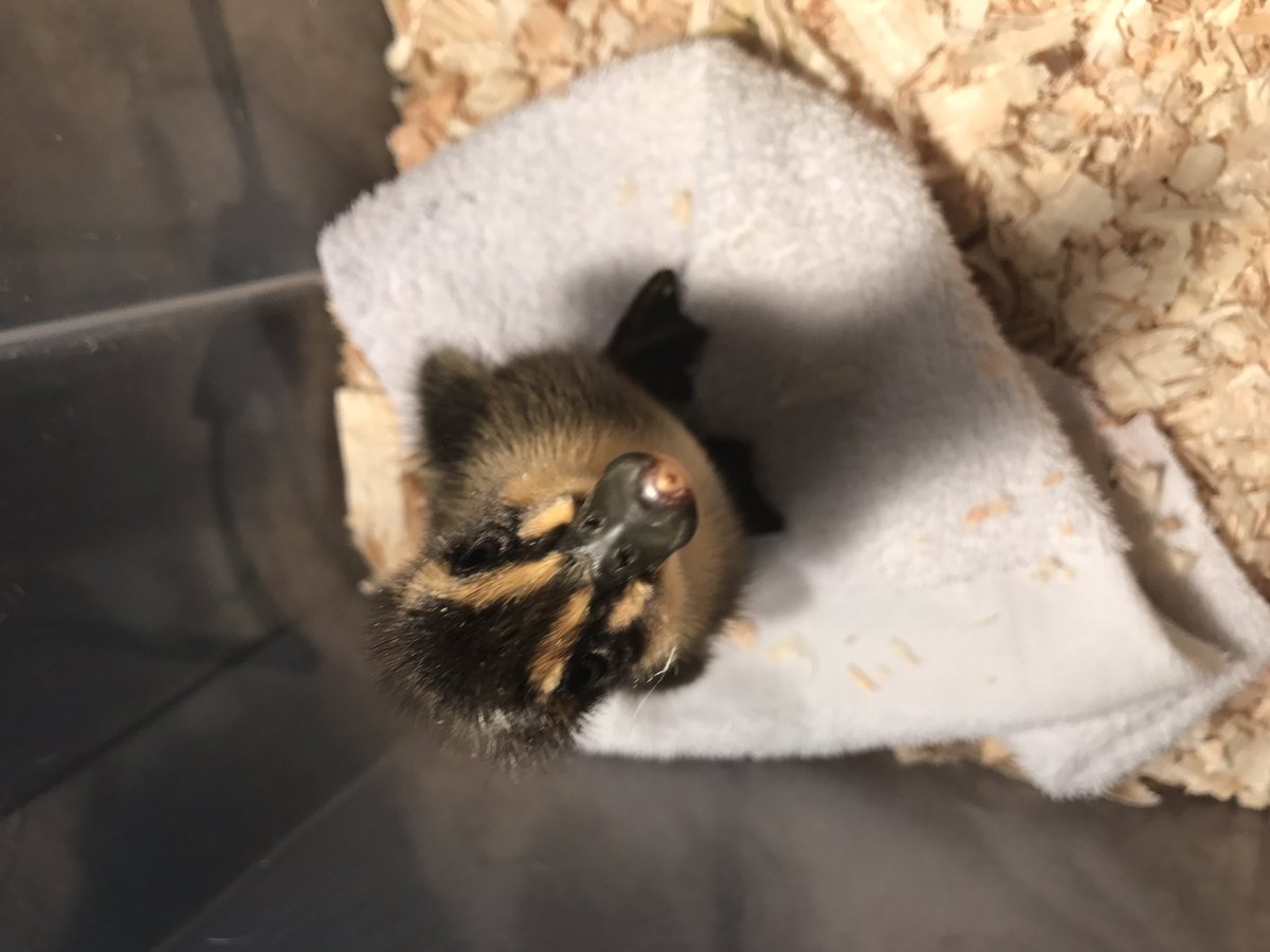 newsfromK124's tweet photo. Our new baby! Seven was born at 7:07 on June 7! We love him so much!#podscience https://t.co/Rw5bHJFQ4b