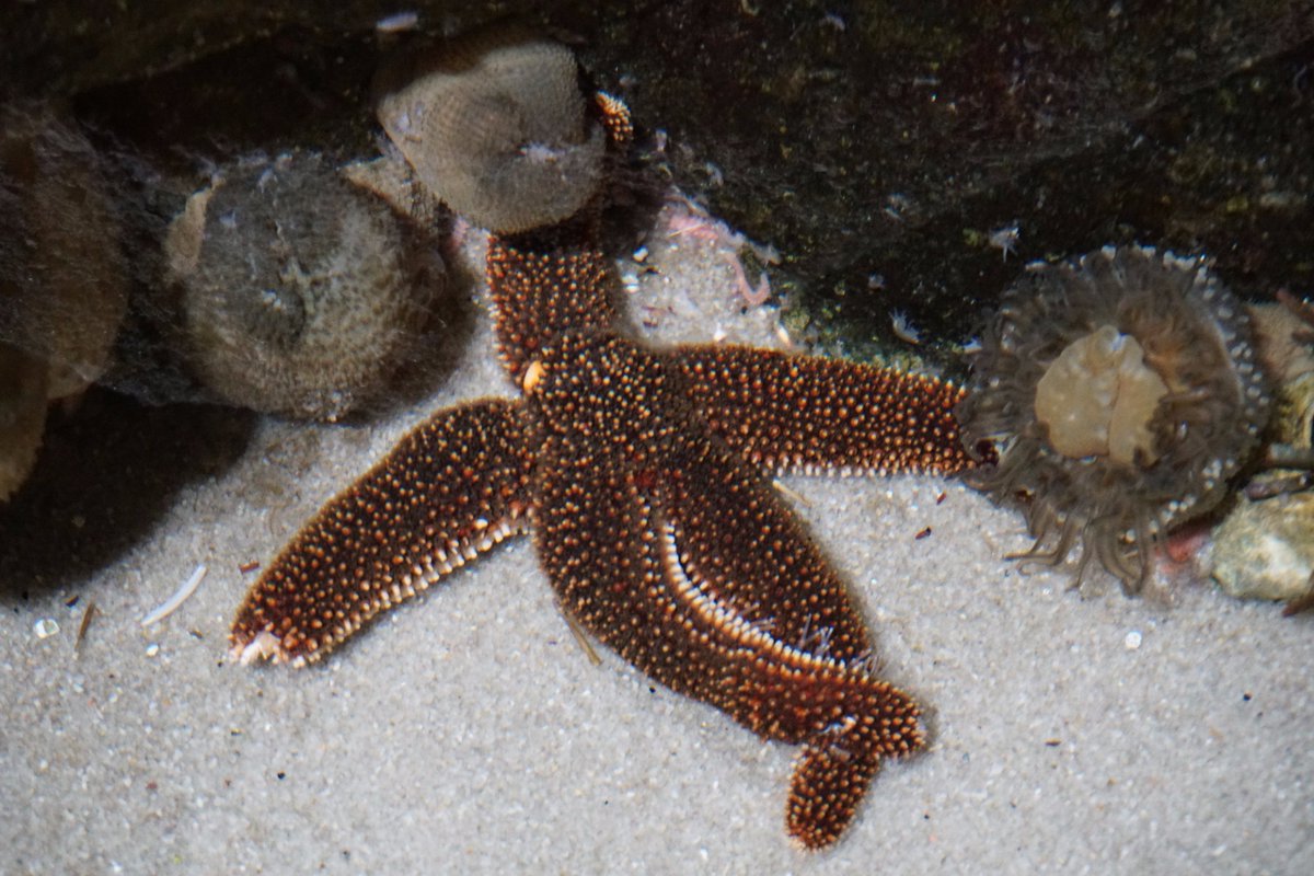 loribalch2's tweet photo. Chill'n Forbes Sea Star
@NCAquariumFF  @Echinodermata17 #Visitnc  #seacreatures https://t.co/xBSPYJRg1Q