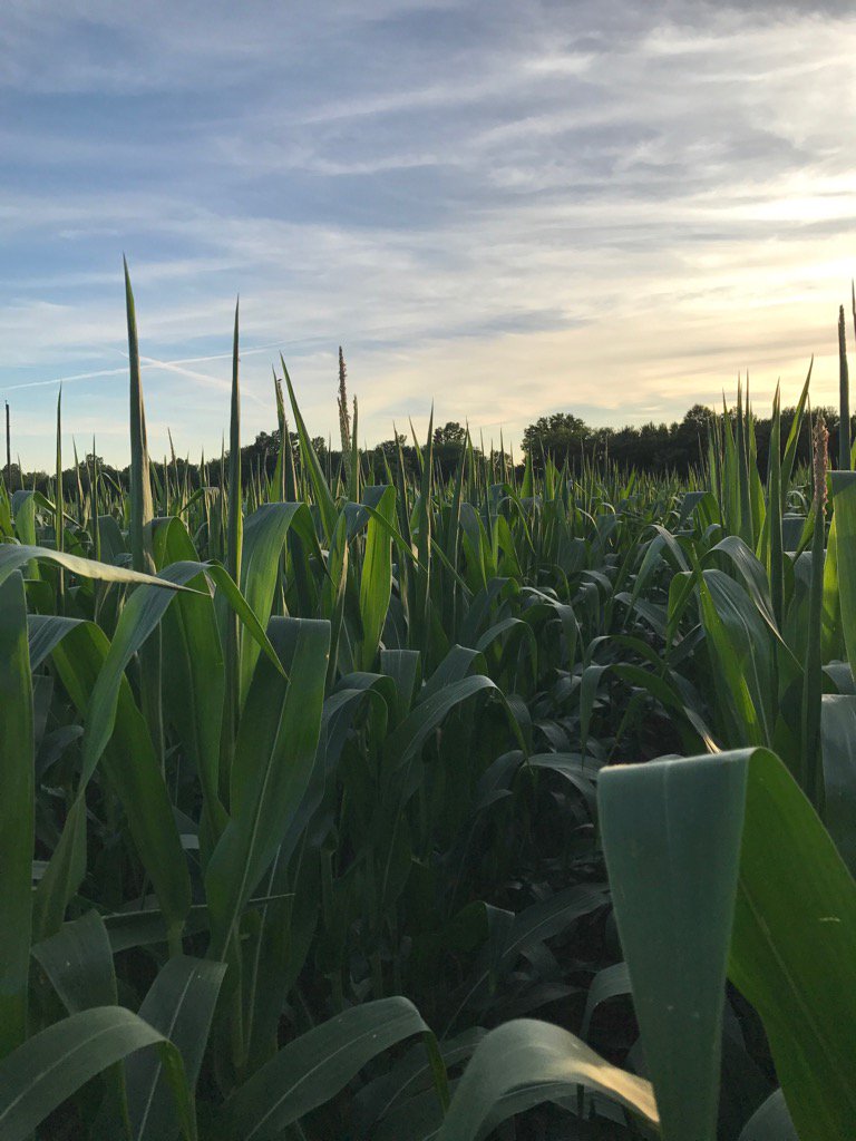 epreston_eric's tweet photo. Corn is starting to tassel in SE KS! Amazing how fast short season corn can grow! Beat the heat!#Croptrak https://t.co/8u2KwMyhAO