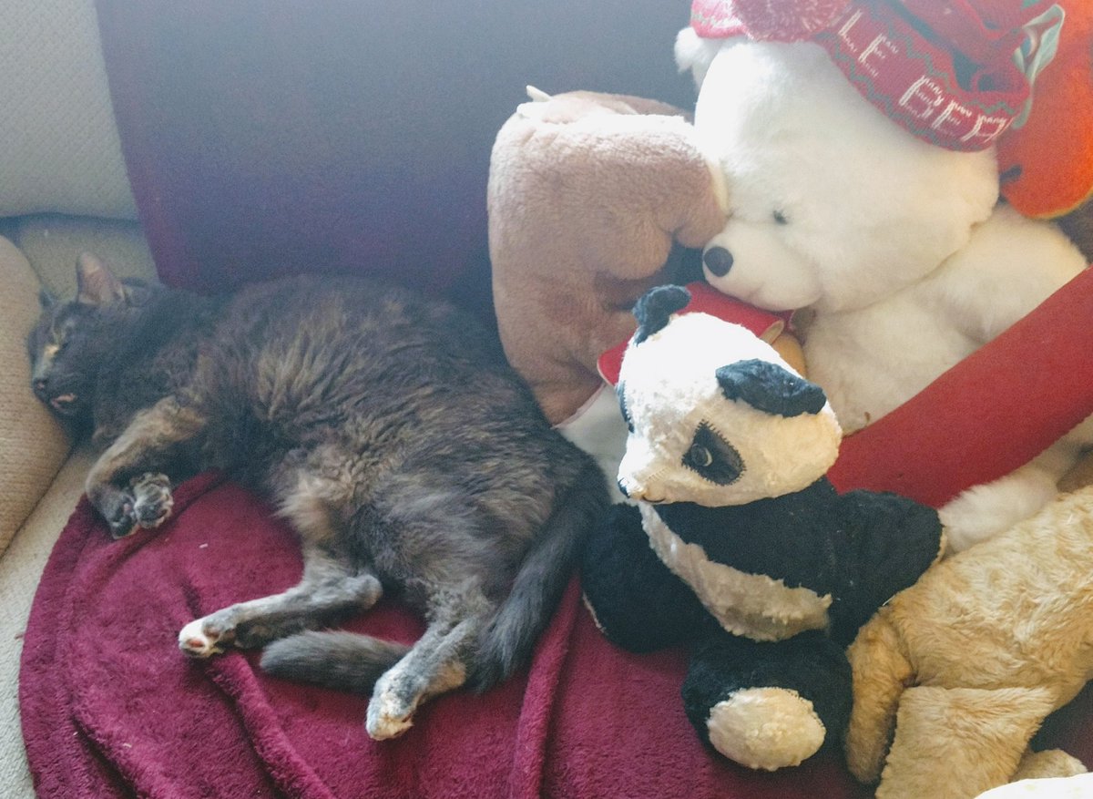 CrashOutKitty's tweet photo. Someone to watch over me while I #CrashOutKitty #CatsOfTwitter #sleep #cats #stuffedanimals #friends #zzzz https://t.co/Mbn7Oqrr1E