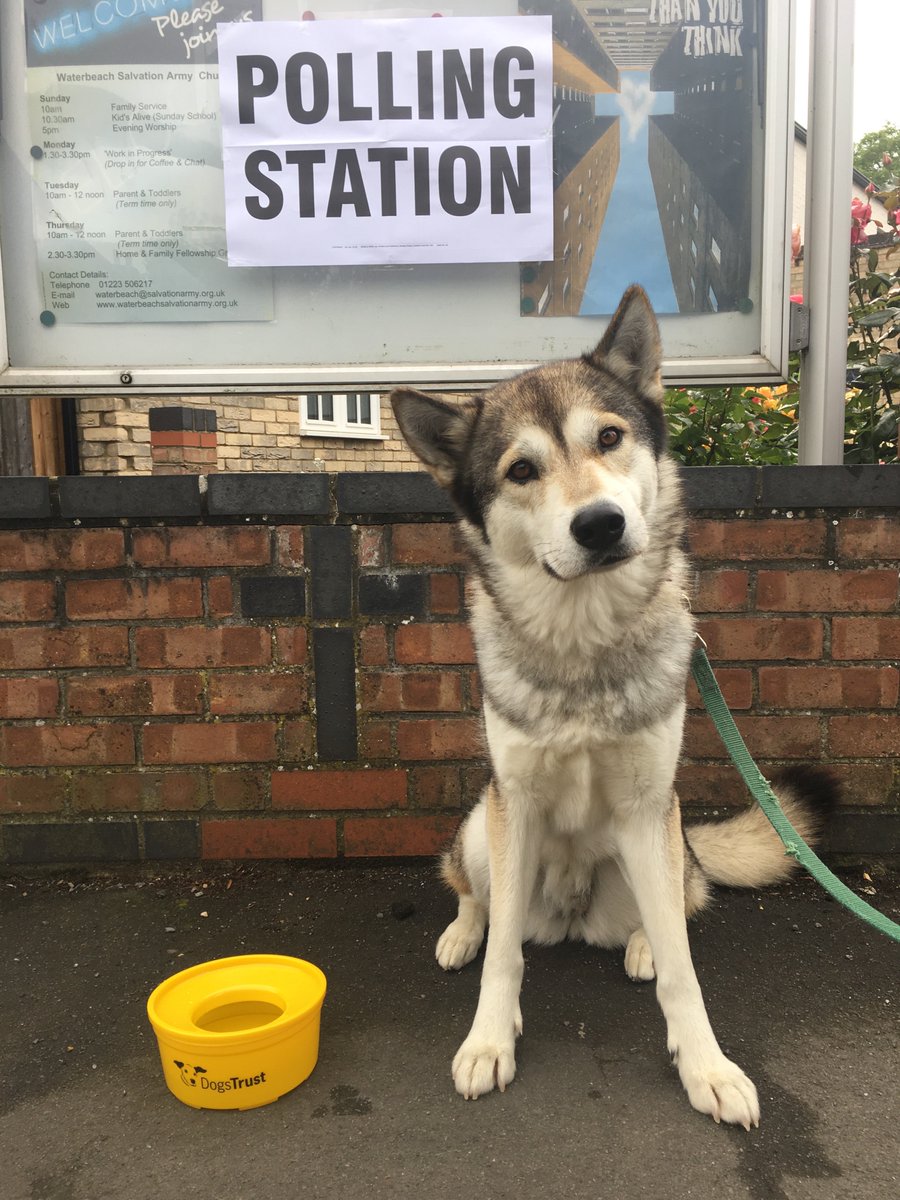 FrangolinBaker's tweet photo. We've voted! #dogsatpollingstations @dogstrust https://t.co/1bkvUr3wE8
