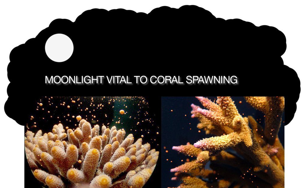 GCITweet's tweet photo. Moonlight vital to coral spawning on Great Barrier Reef experts say https://t.co/qOGN7IJv9V  #WorldOceansDay https://t.co/m8LJ5bOfRA