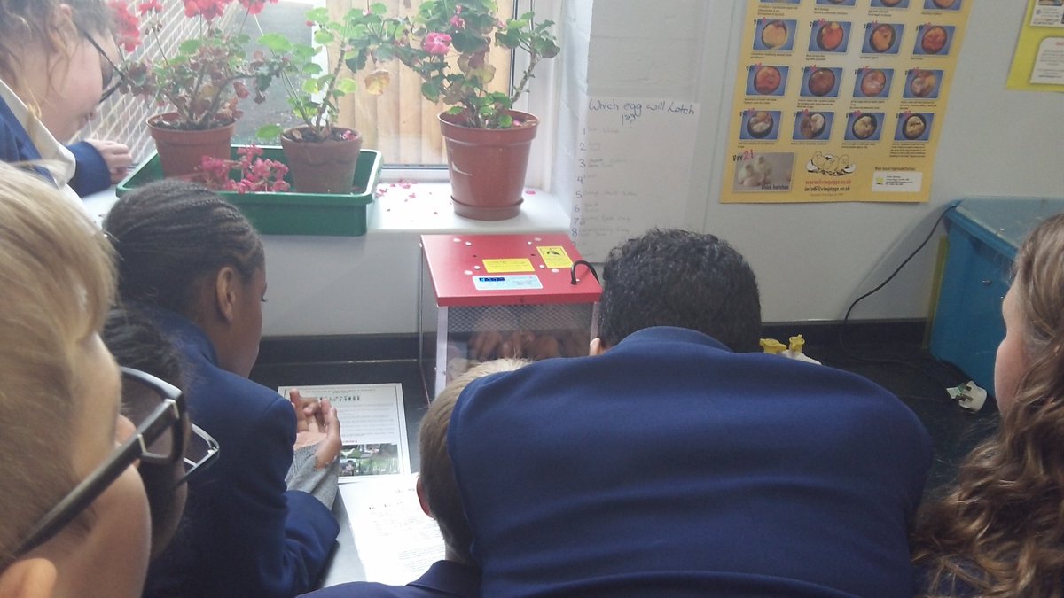 woodcotehigh's tweet photo. Some of our students watching as an egg hatches! #sciencechicks https://t.co/W0UK424MVT