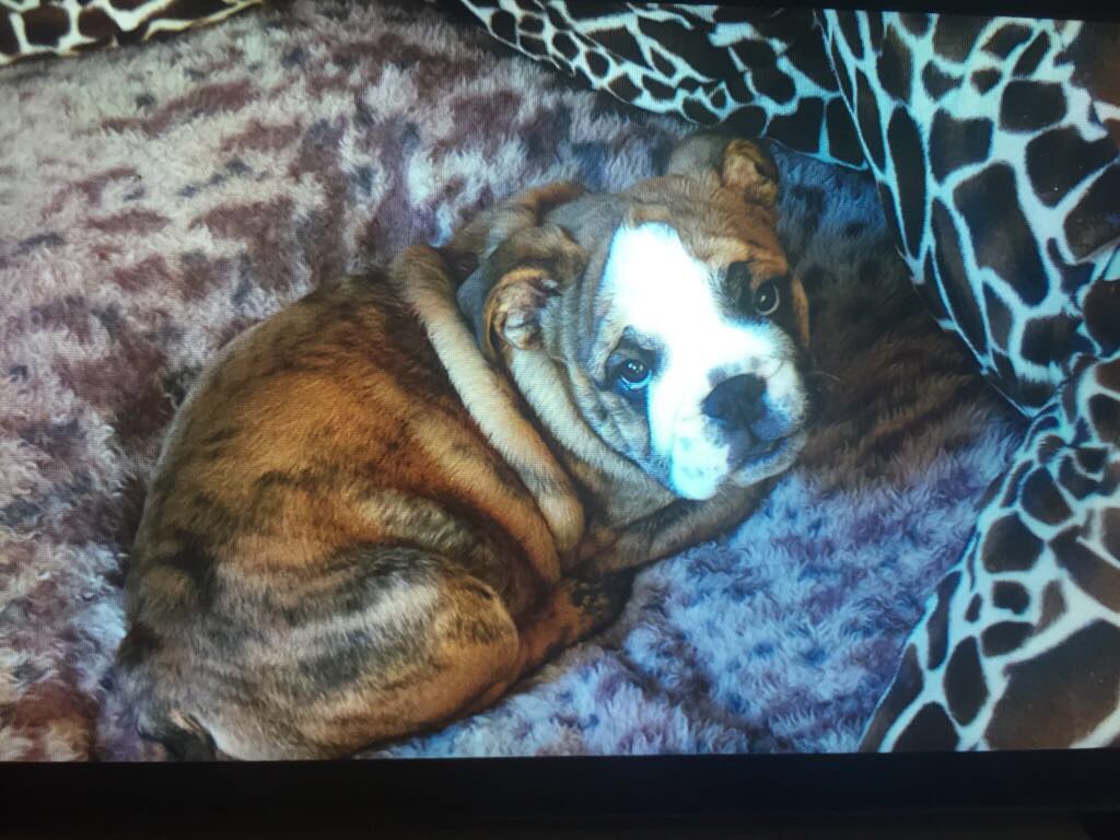 GuidoLock's tweet photo. TBT My first day home in Nanny Dottie's bed ❤️think it was too big for me 😳🤗🤗🤗🤗 https://t.co/RjdUEpZzhN