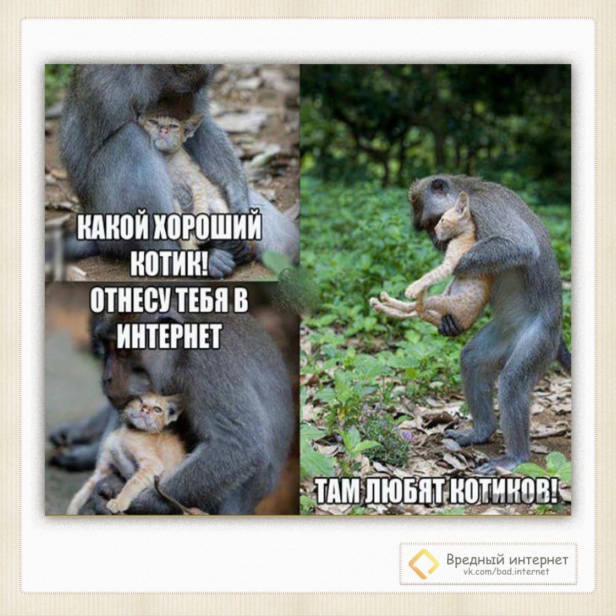 vred_internet's tweet photo. #интернет #вредныйинтернет #подключитьинтернет #domconnect #котэ #котенок #cat https://t.co/3mzGrEoOUg